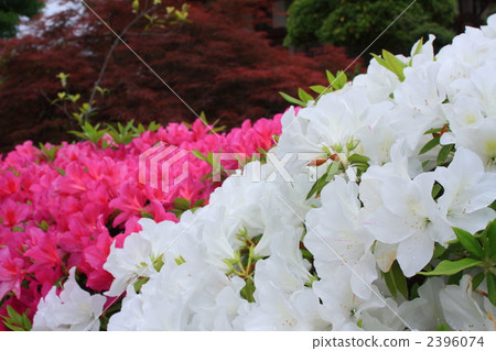 White and red azalea 2396074