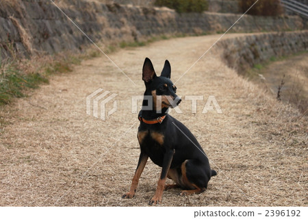 迷你篤賓犬 毛孩 動物 2396192