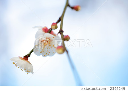 plum plum 2396249