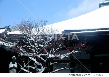 Snowscape of Ome plum 2396319