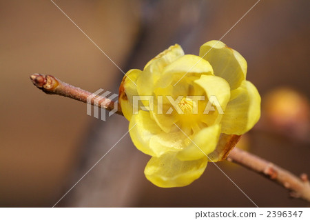 wintersweet, chimonanthus, winter sweet 2396347