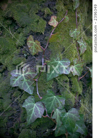 ivy, botanic, botanical 2396349