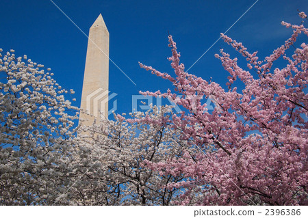 Washington Monument cherry blossom season Washington Monument cherry blossom season 2396386