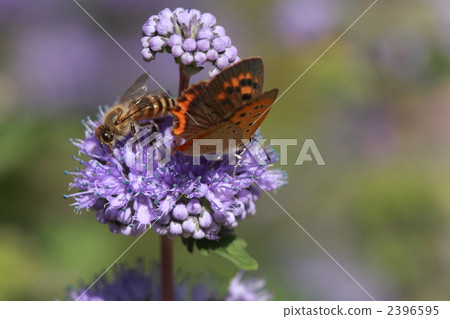 Benish lilies and Japanese honey bees to absorb Benish lilies and Japanese honey bees to absorb 2396595