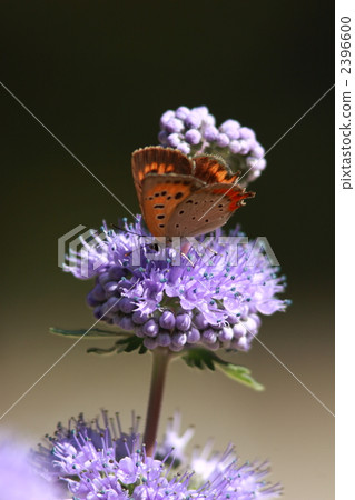 吸蜜到lycaena phlaeas 吸蜜到lycaena phlaeas 2396600