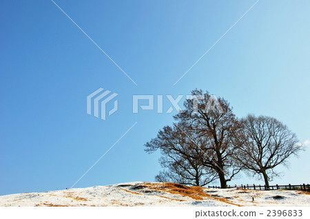 Dead trees and snow on clear weather 2396833