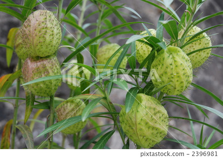 氣球米棉 2396981