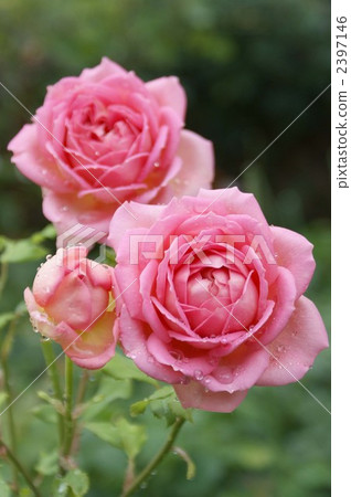 銀禧慶典 銀禧慶典 2397146