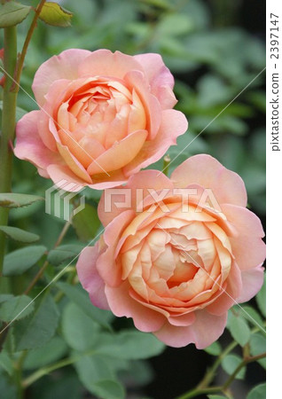 夏洛特夫人 2397147