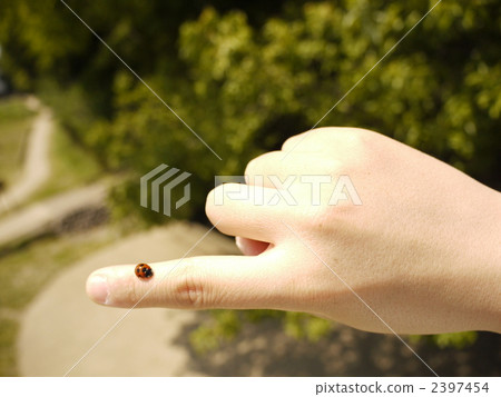 手指瓢蟲手Nanahoshi tentou 2397454