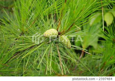 A green crowd 2397464