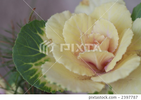 波坦 羽衣甘藍 油菜花 2397787