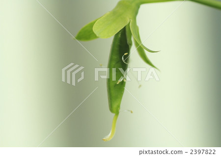 peas, margin, fruit 2397822