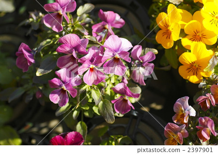 pansy, bloom, blossom 2397901