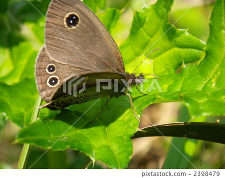 Ypthima argus 2398479