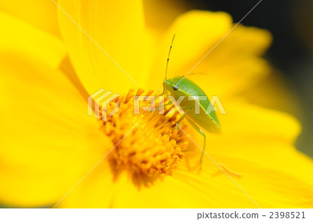 Meal of a bug Meal of a bug 2398521