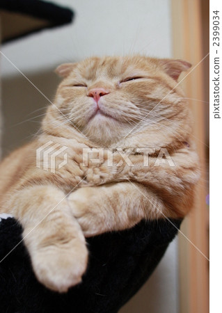 一隻貓是女兒 一隻貓是女兒 2399034