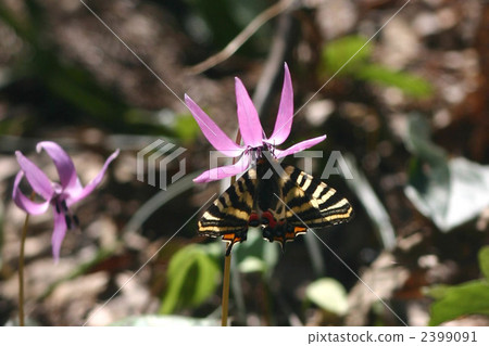 Gifukutsu吮吸花蜜與山 Gifukutsu吮吸花蜜與山 2399091