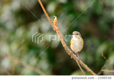 紅脅藍尾鴝 2399530