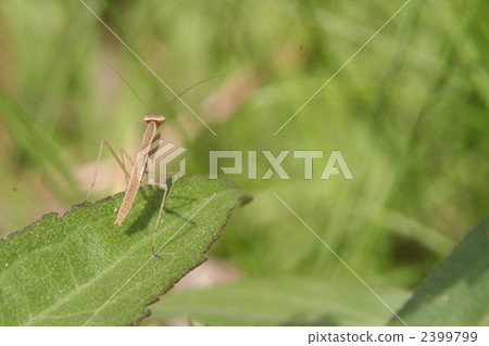 螳螂 螳 蟲子 2399799