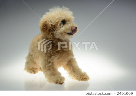 先生熊茶杯貴賓犬 2401009