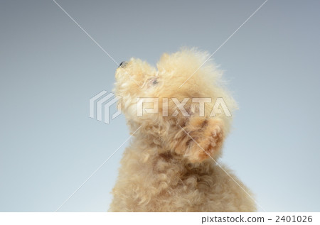 先生熊茶杯貴賓犬 2401026