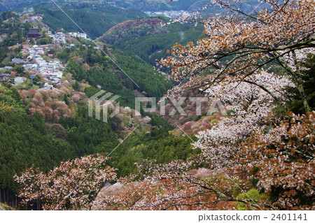 Yuzen Yamano Mountain cherry tree Yuzen Yamano Mountain cherry tree 2401141