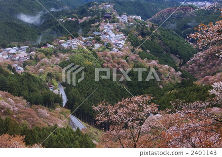 Yuzen Yamano山櫻桃樹 Yuzen Yamano山櫻桃樹 2401143