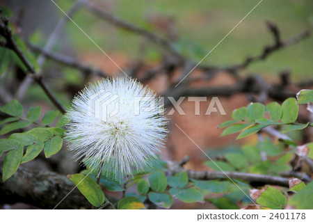 White powder puff 2401178