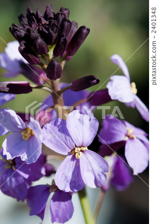 Elisimum 2401348