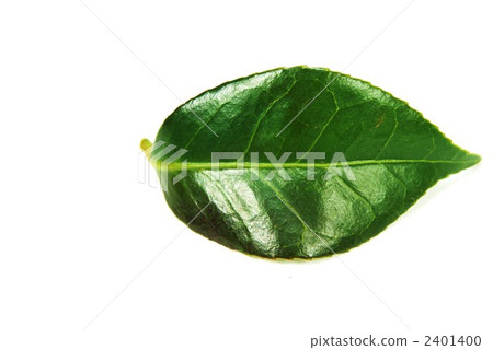 硬山茶葉的水平位置 2401400