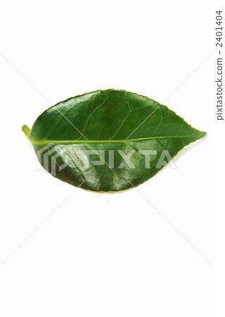 硬山茶葉的垂直位置 2401404