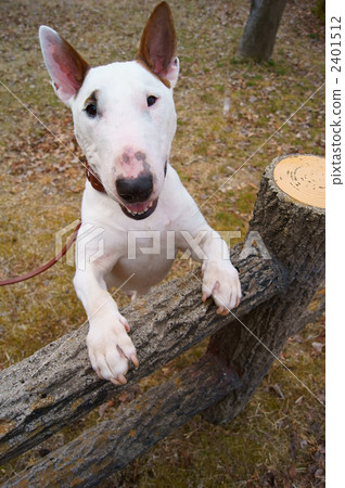 牛頭梗 牛頭狗 雜種犬的一種 2401512