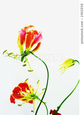 Lily of glory or lily of fire Lily of glory or lily of fire 2402038
