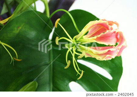 Gloriosa and Monstera Gloriosa and Monstera 2402045