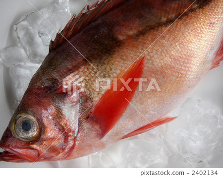 黑石斑魚 新鮮的魚 無備平鮋 2402134