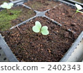 Germination of stick senor 2402343