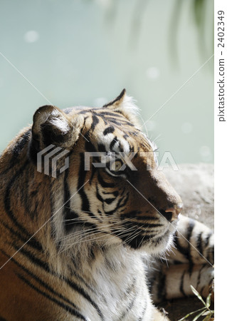 Sumatran tiger up 3 2402349