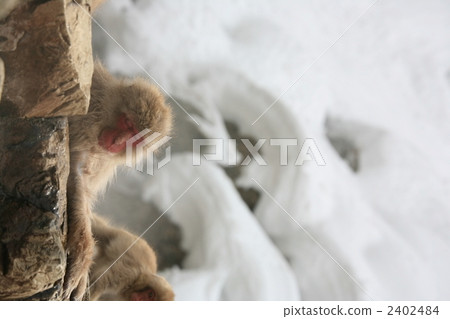 軟化 沉思的 想 2402484