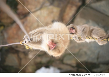 猴子 猴 軟化 2402490