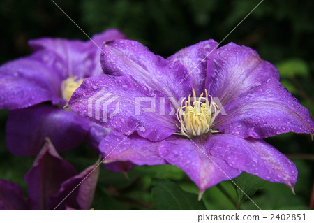 Clematis Justa 2402851