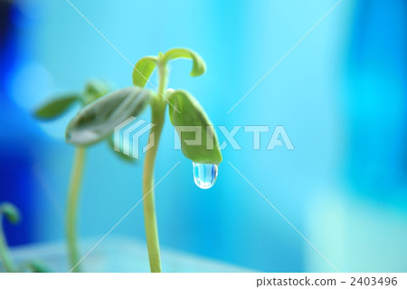 萌芽 嫩芽 芽 2403496