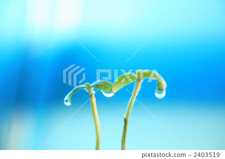 sprout, bud, sprouts 2403519