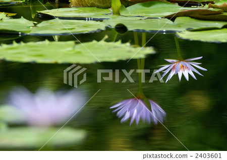 Water lily water surface reflection upside down reflection 2403601