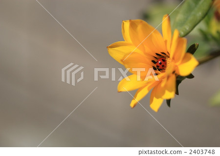 Spring coming 2403748