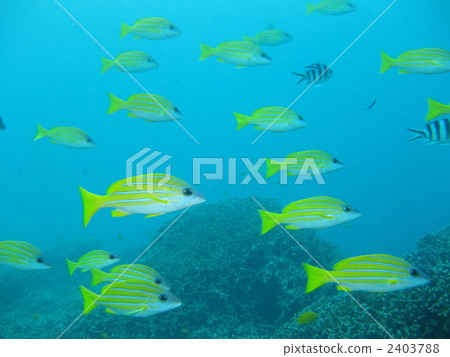 Yosugefedai群 Yosugefedai群 2403788