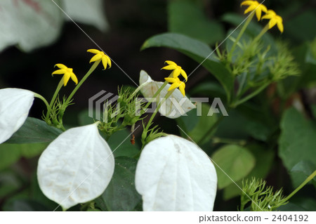 Conlonka Conlonka 2404192