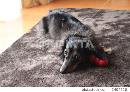 Miniature Dax 2404218