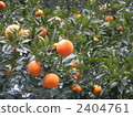 natsumikan, summer tangerine, summer mikan 2404761