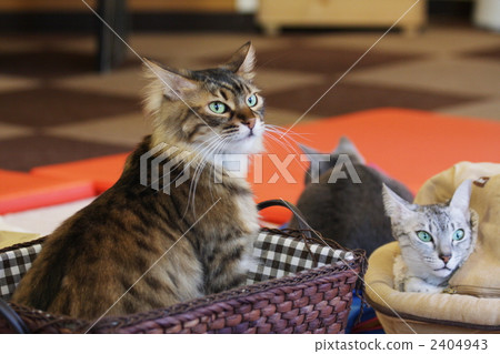 陸生動物 動物 毛孩 2404943